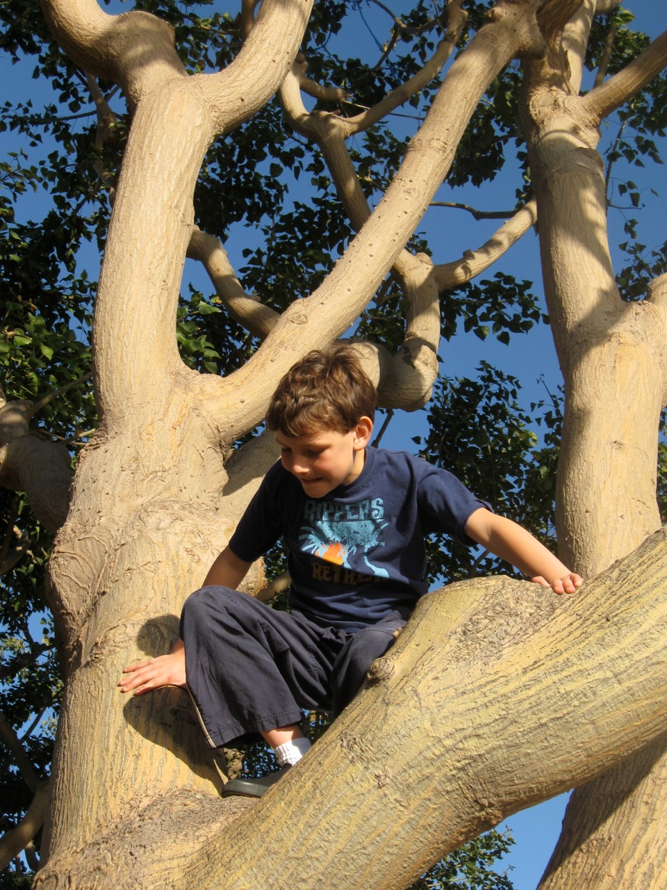 Child climbing a tree